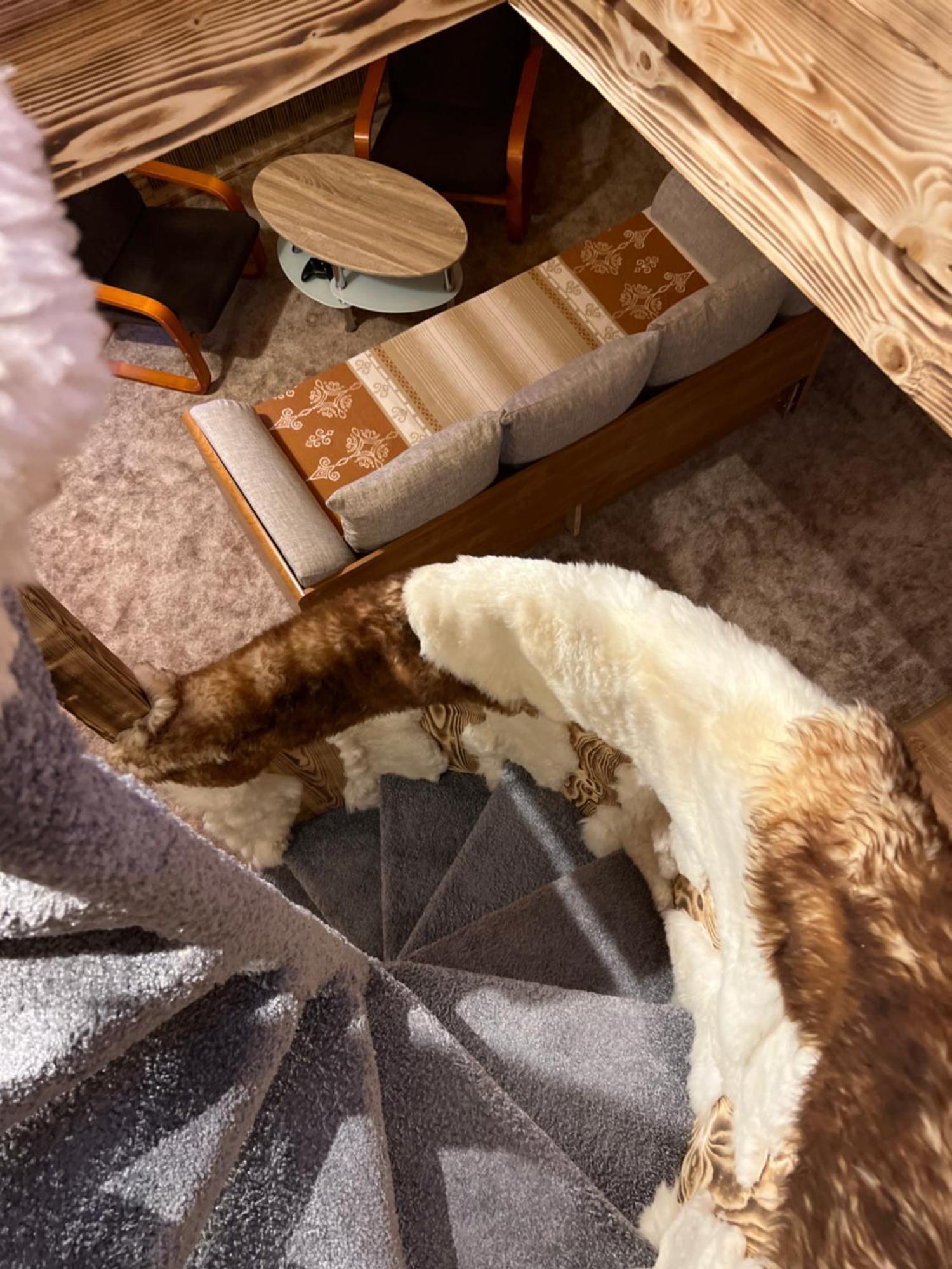Apartamenty I Domki Taterka コシチェリスコ エクステリア 写真